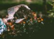 garden maintenance 4